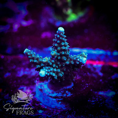 Blue Stag