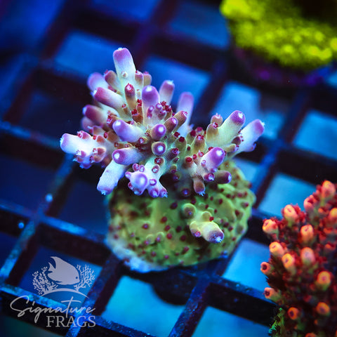 Ultimate Rainbow Granulosa