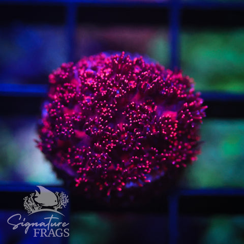 Metallic Red Goniopora