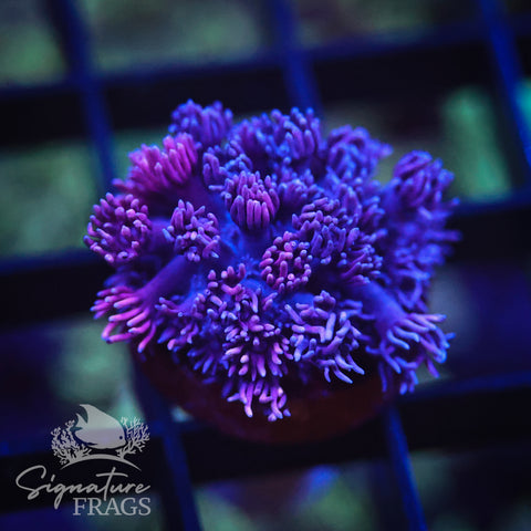 Blue Pink Goni