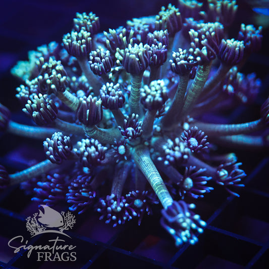 Ice Blue Goni
