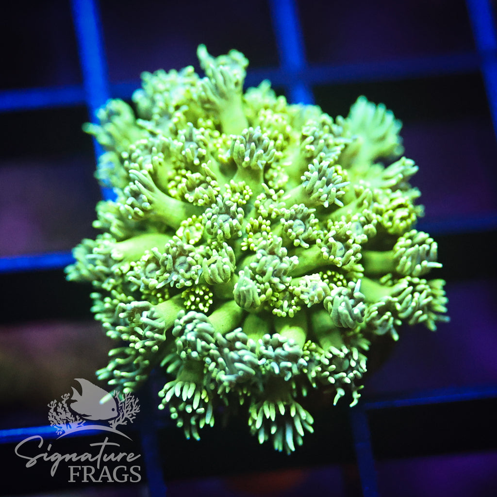 Green Goni