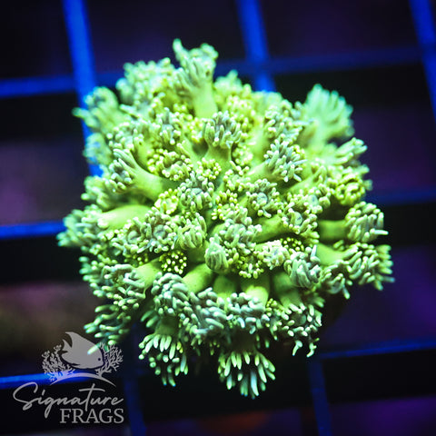 Green Goni