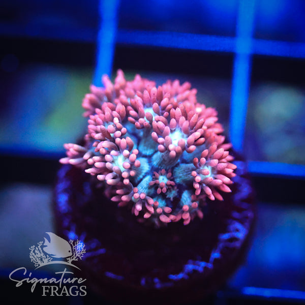 Spiderman Goniopora
