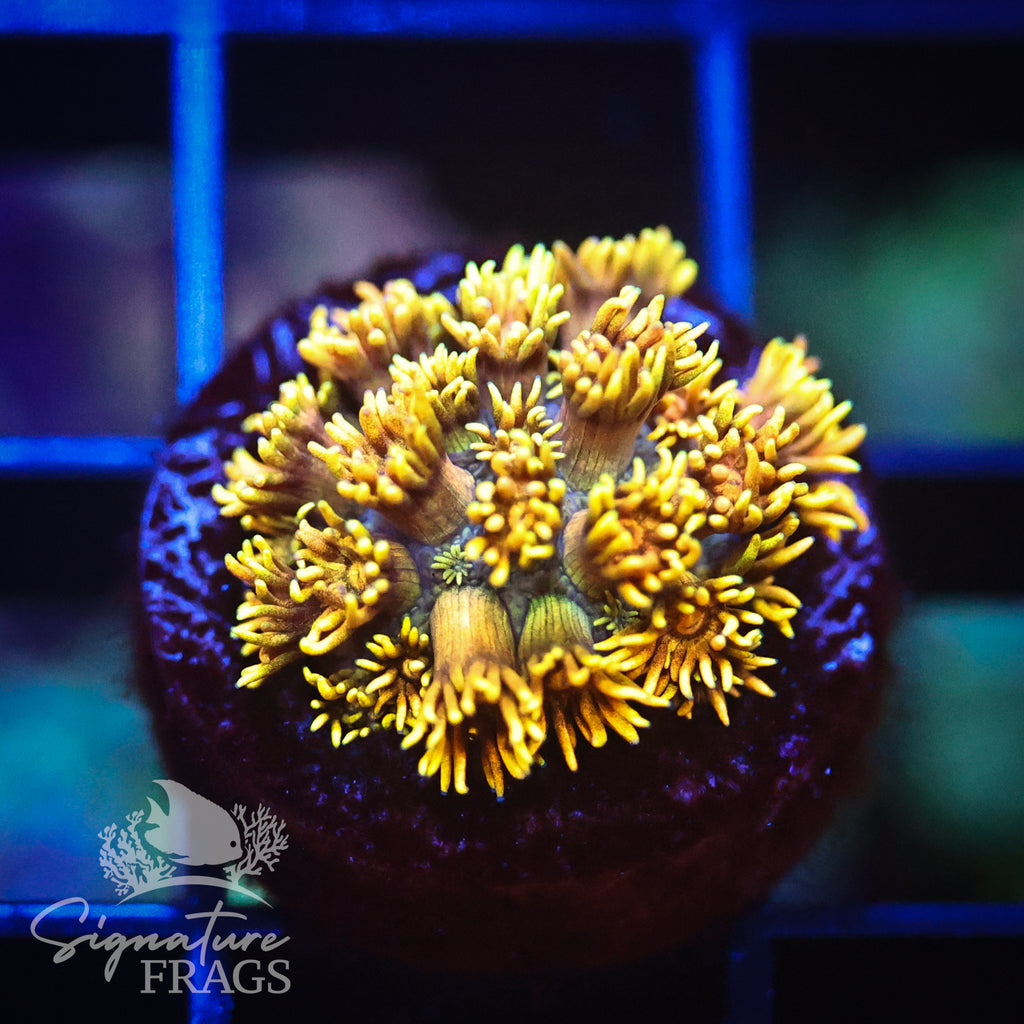Mustard Yellow Goni