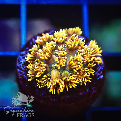 Mustard Yellow Goni