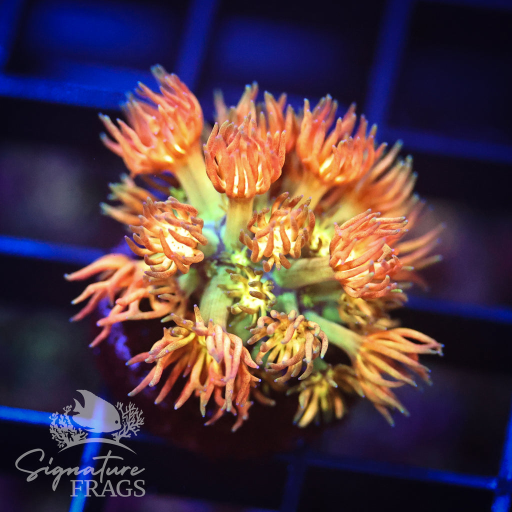 Fake Amazeballz Goniopora