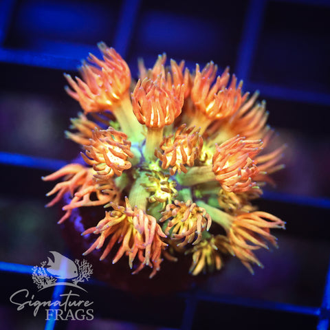 Fake Amazeballz Goniopora