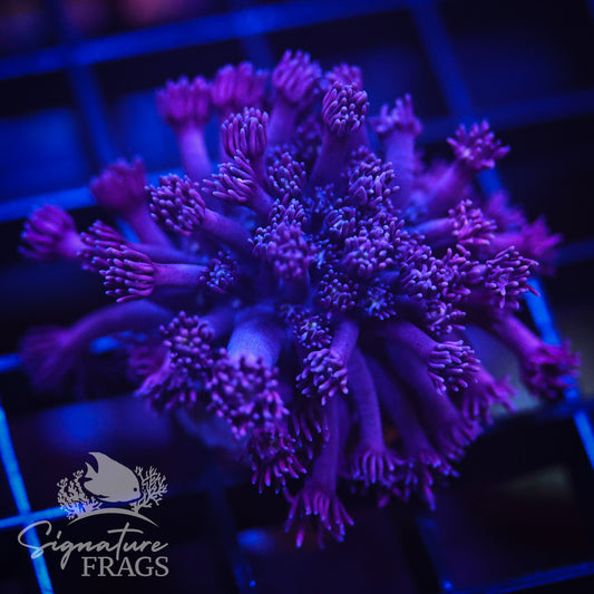 Deep Purple Goni