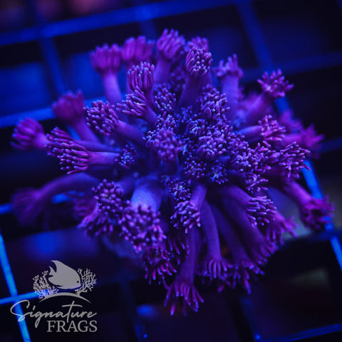 Deep Purple Goni
