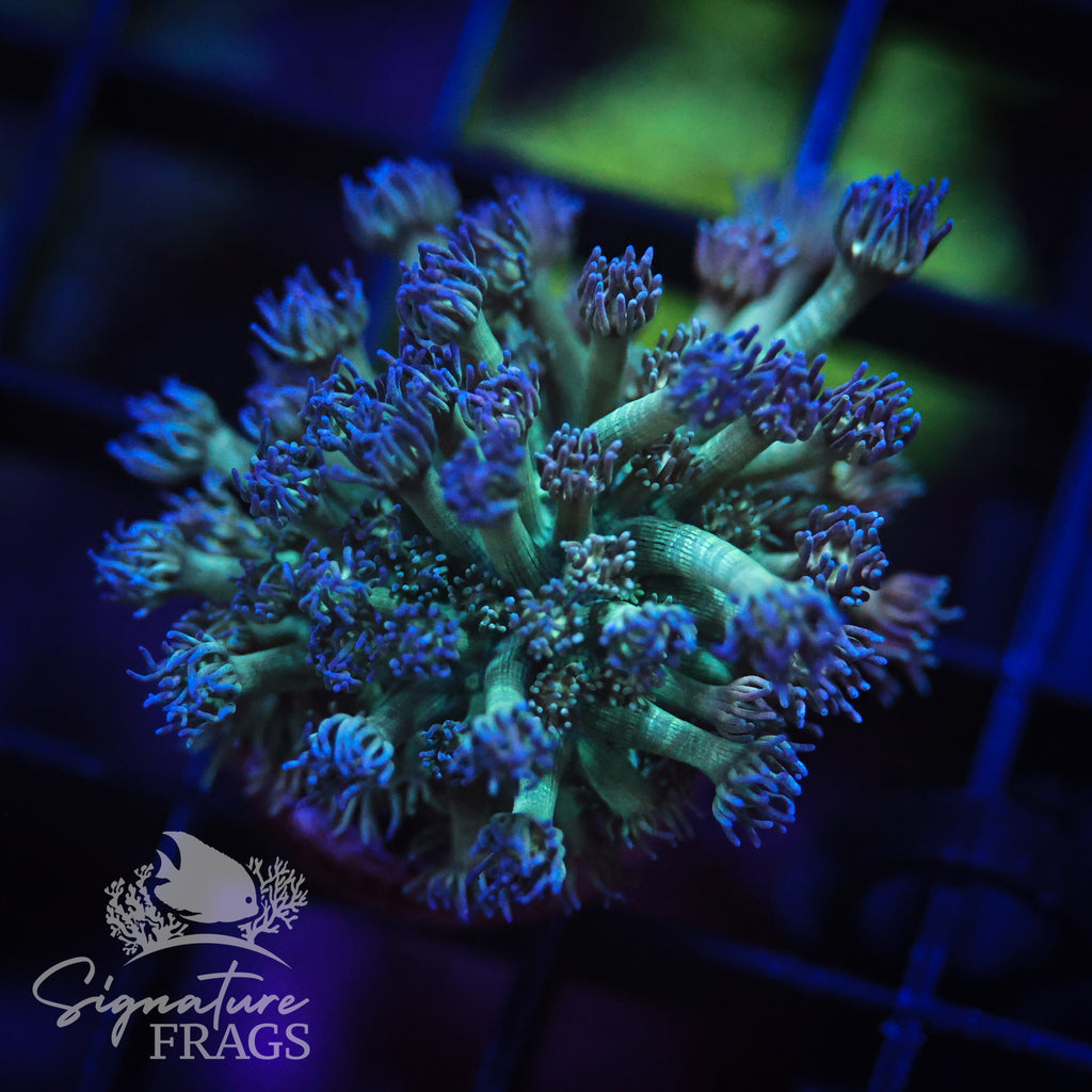 Blue Lash Green Stem Goni