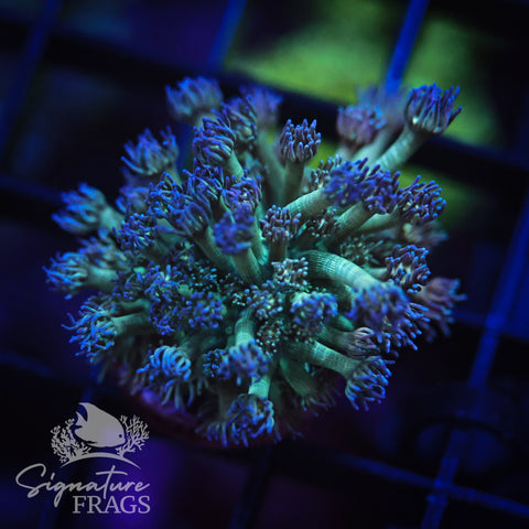 Blue Lash Green Stem Goni