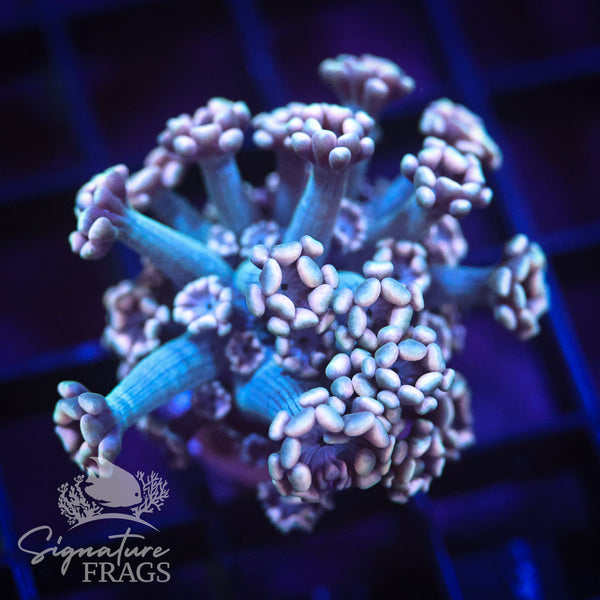 Hologram Lash Alveopora