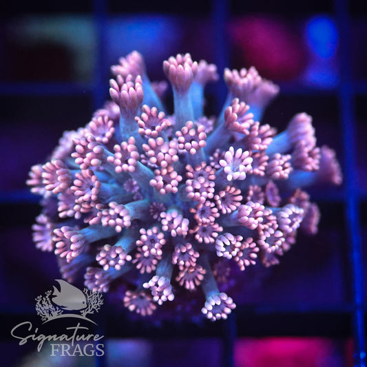Pink Lash Green Stem Alveopora
