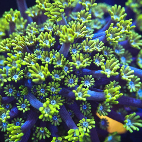 Green Lash Alveopora