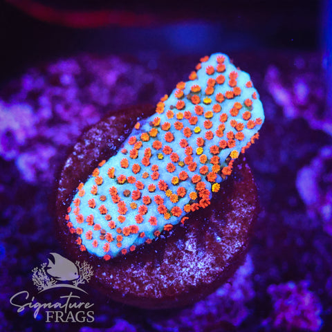 Rainbow Montipora