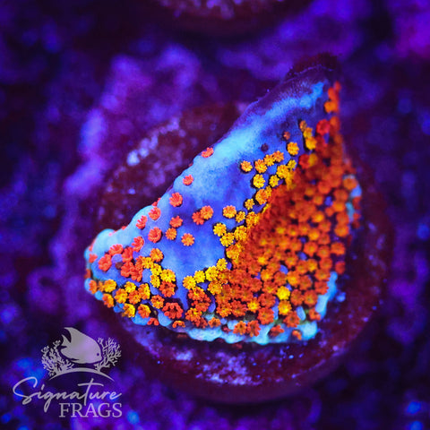 Rainbow Montipora