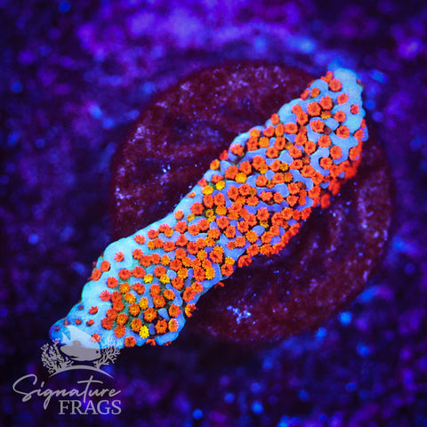 Rainbow Montipora