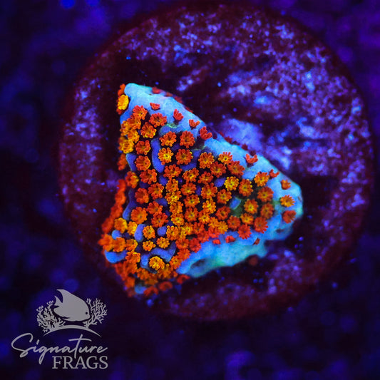 Rainbow Montipora