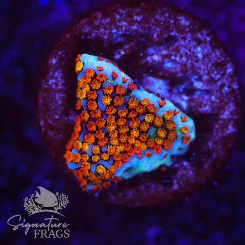 Rainbow Montipora