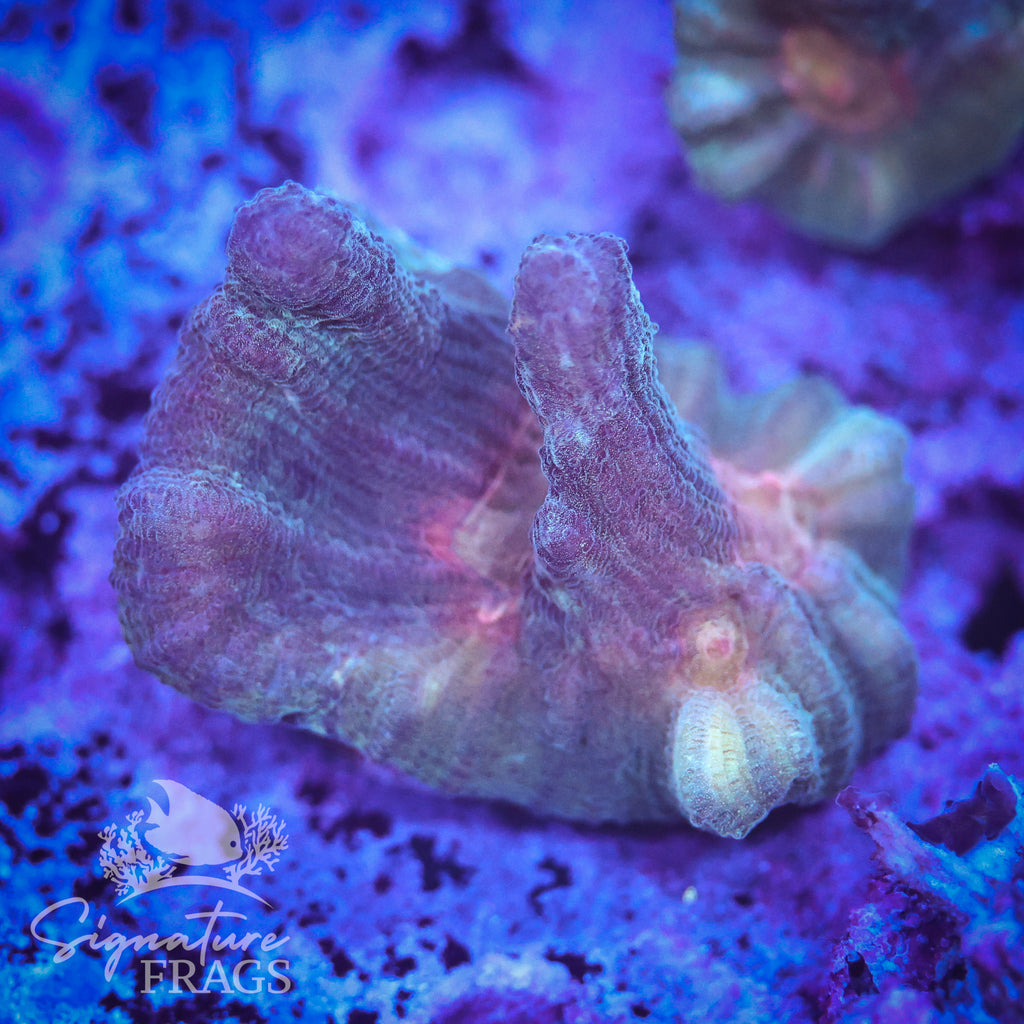 Exotic Rainbow Pectinia