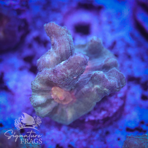 Exotic Rainbow Pectinia