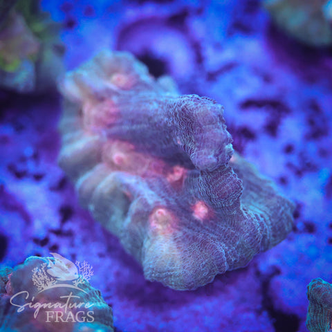Exotic Rainbow Pectinia