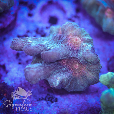 Exotic Rainbow Pectinia