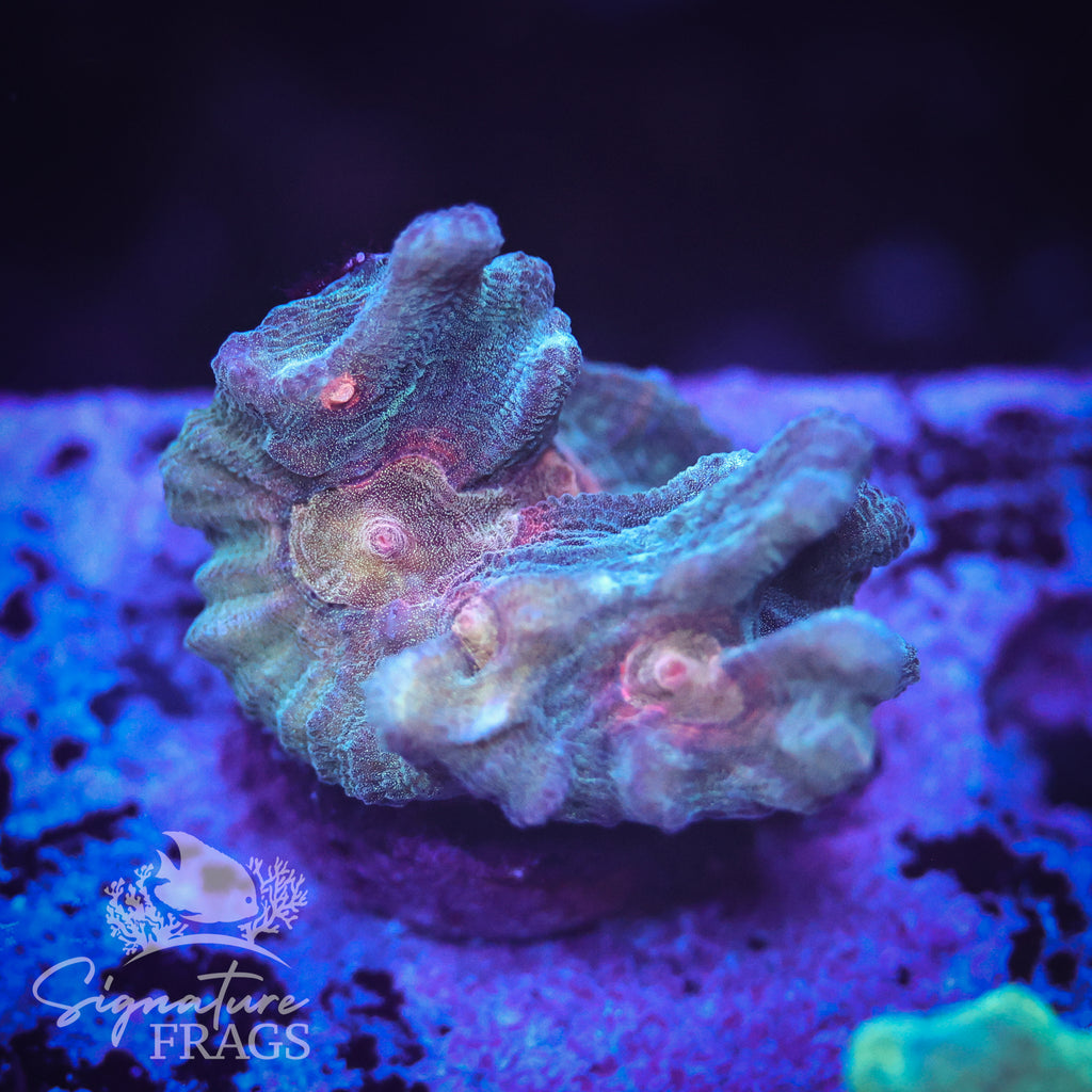 Exotic Rainbow Pectinia