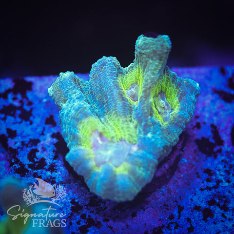 Teal Glitter Eye Pectinia