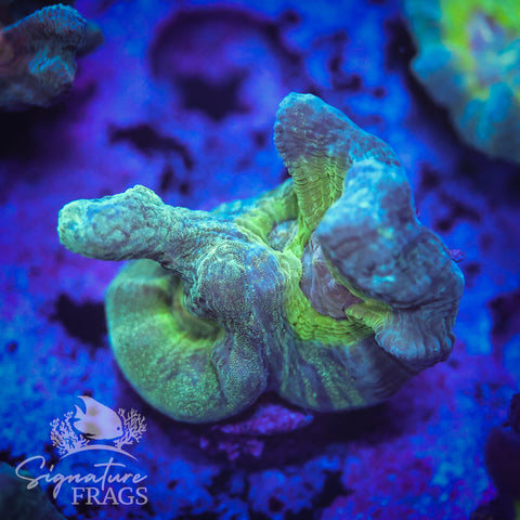 Teal Glitter Eye Pectinia