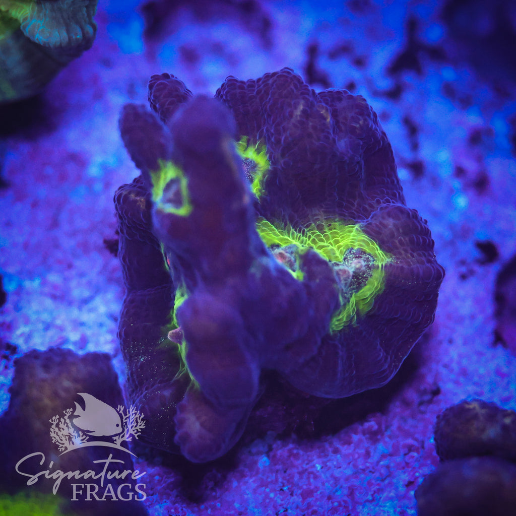 Purple Rainbow Pectinia