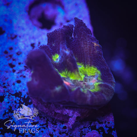Purple Rainbow Pectinia