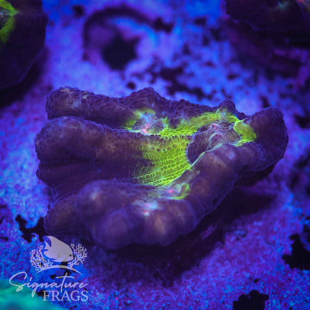 Purple Rainbow Pectinia