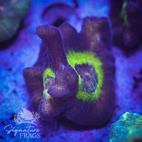 Purple Rainbow Pectinia
