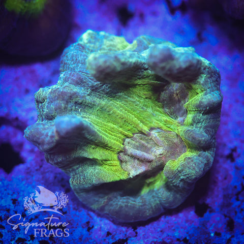 Teal Glitter Eye Pectinia