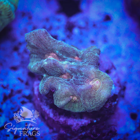 Deep Rainbow Pectinia