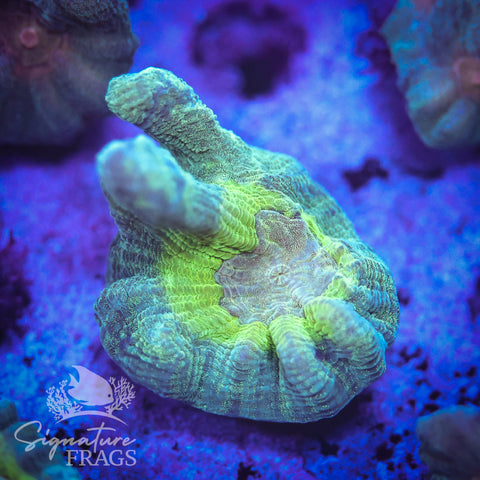 Teal Glitter Eye Pectinia