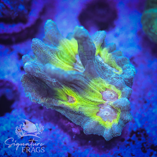 Teal Glitter Eye Pectinia