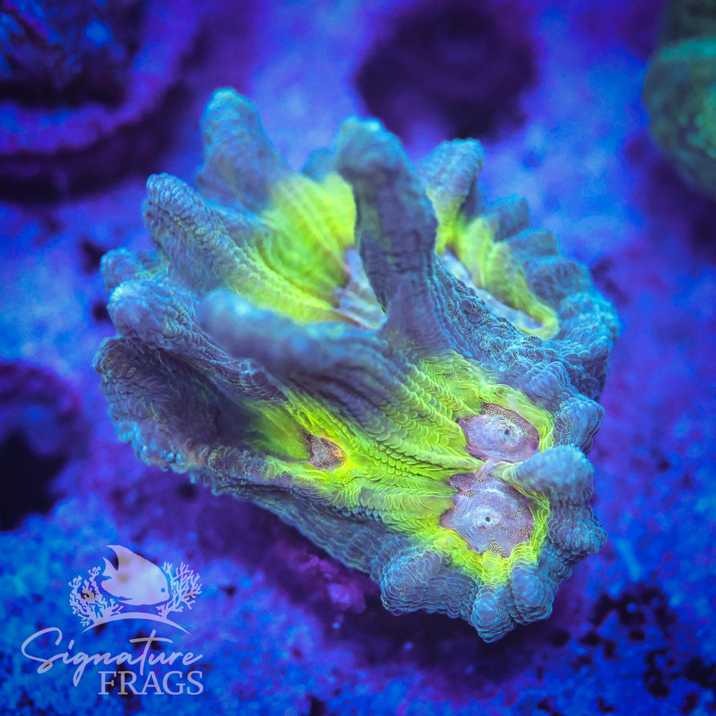 Teal Glitter Eye Pectinia