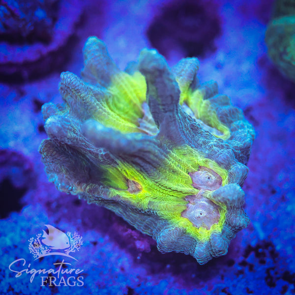 Teal Glitter Eye Pectinia