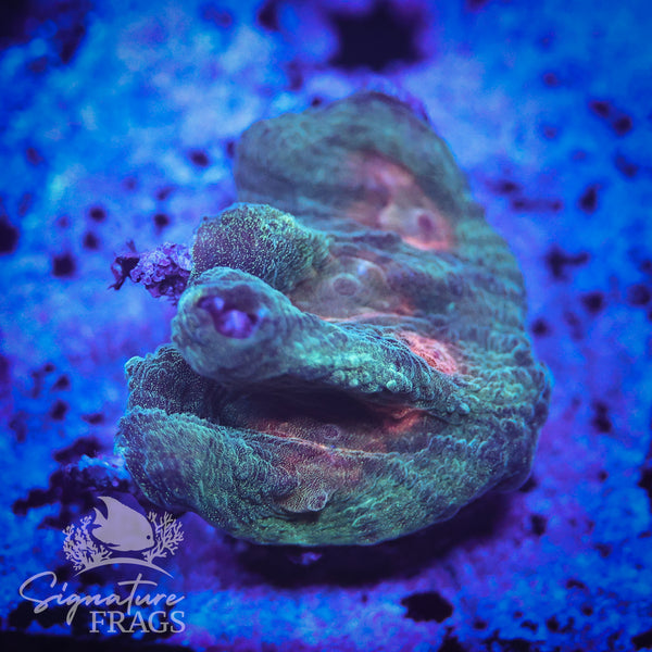 Deep Rainbow Pectinia