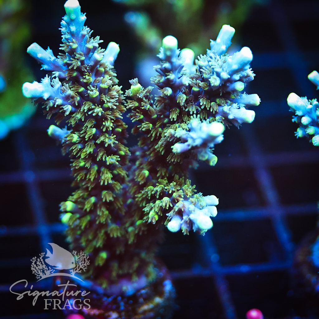 Neon Corallite Navy Horrida