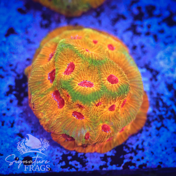 Fascination Favia