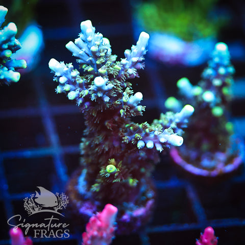 Neon Corallite Navy Horrida
