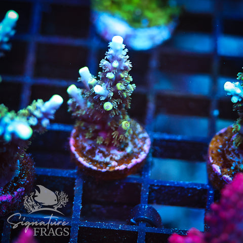 Neon Corallite Navy Horrida