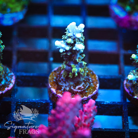 Neon Corallite Navy Horrida