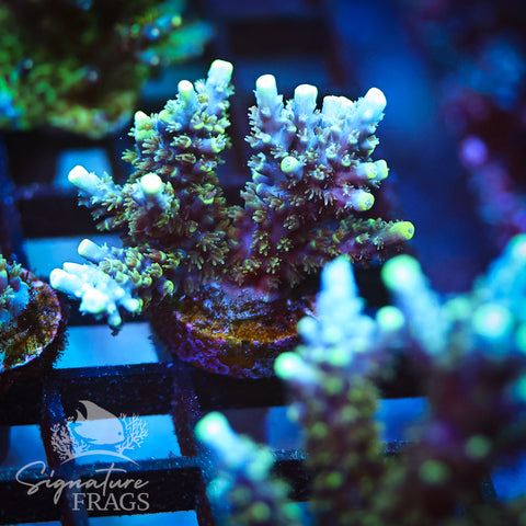 Neon Corallite Navy Horrida