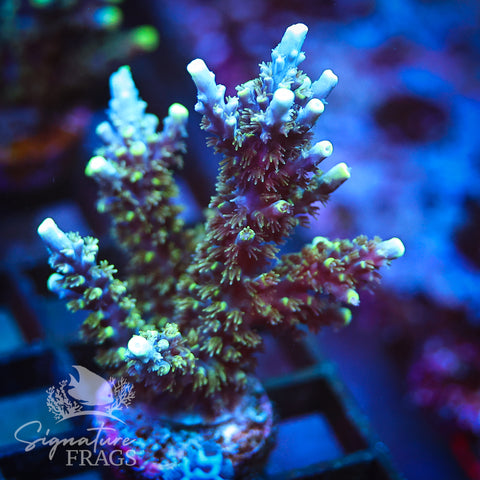 Neon Corallite Navy Horrida