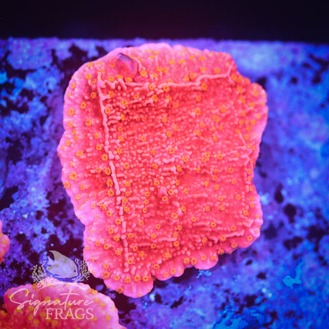 Starburst Plate